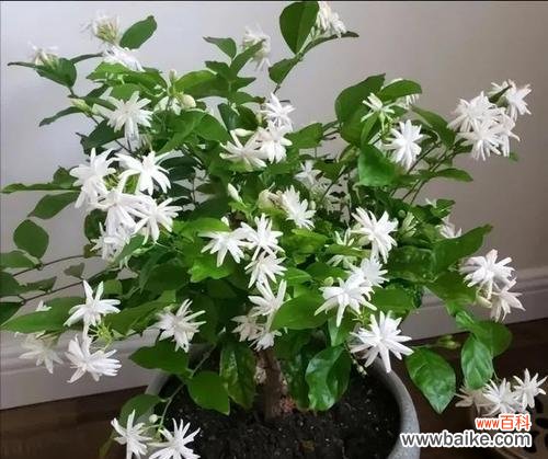 家养花卉名字有哪些寓意？如何选择？