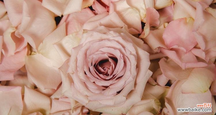 染色玫瑰花的寓意是什么？染色玫瑰花代表什么？