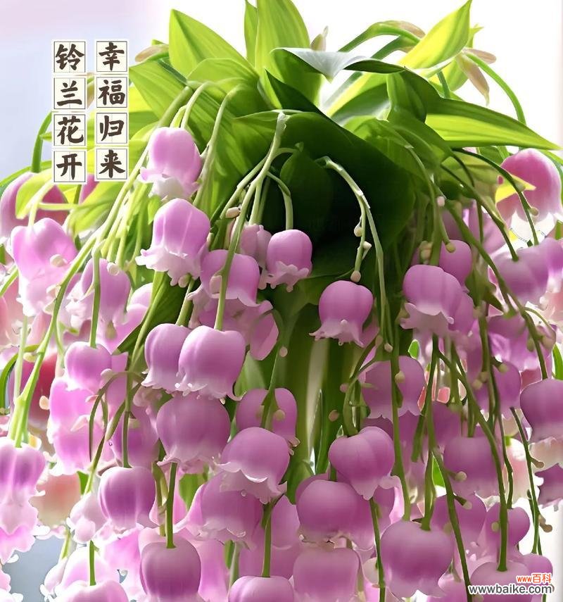 花卉认知的目的是为了什么？