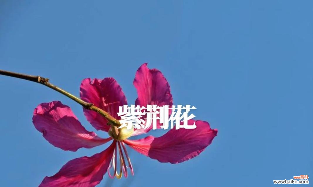 花卉认知的目的是为了什么？