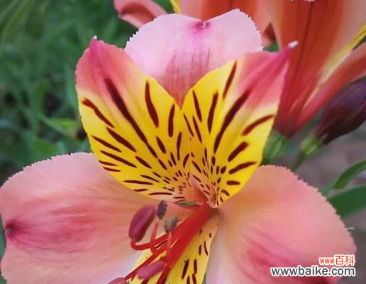 百合花开如雪代表了什么？它有何深层含义？