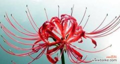 有没有花是没有花语的？这种现象背后的原因是什么？