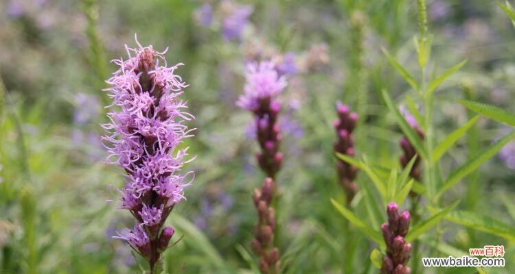 翠竹的花语代表了哪些品质?