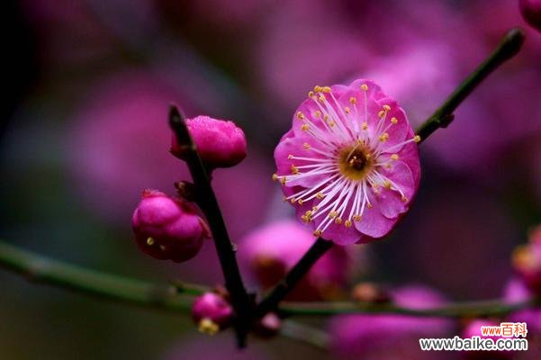 翠竹的花语代表了哪些品质?