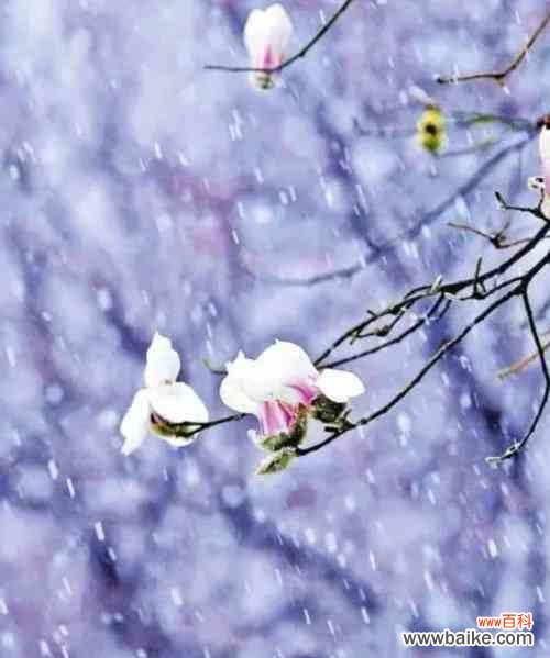 翠竹的花语代表了哪些品质?