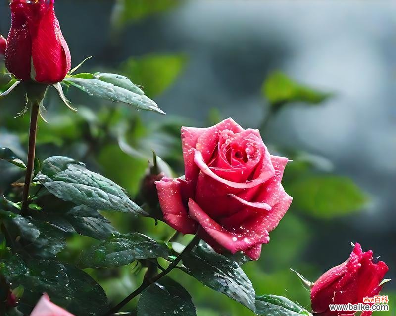 11只手打红玫瑰花有何特殊含义？这种图案通常象征着什么？