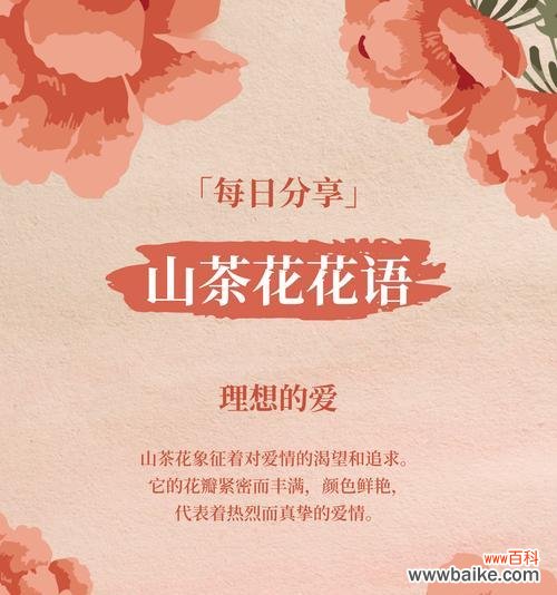 山茶花花语是什么？它在不同文化中的含义有何不同？