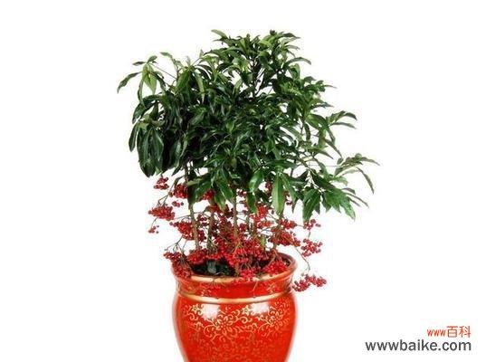 哪些花卉寓意招财纳福?送这些花卉有什么好处?