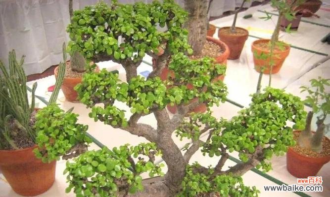 哪些花卉寓意招财纳福?送这些花卉有什么好处?