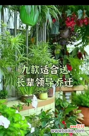 哪些花卉寓意招财纳福?送这些花卉有什么好处?
