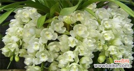 探寻花之意象，解读大花蕙兰背后的含义 大花蕙兰的花语