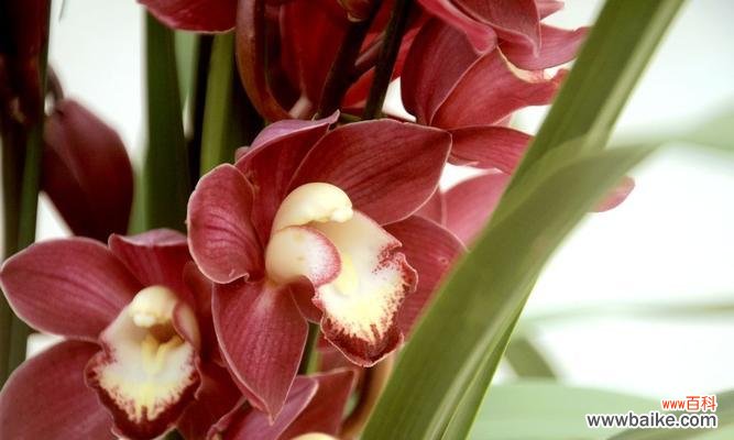 探寻花之意象，解读大花蕙兰背后的含义 大花蕙兰的花语