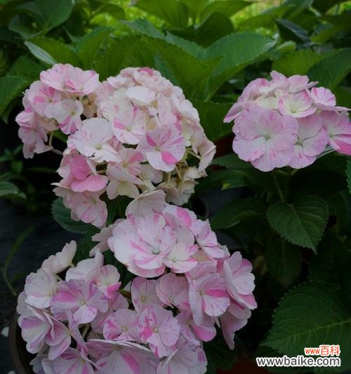 揭秘绣球花的花语,了解不同颜色的含义 绣球花语的解读