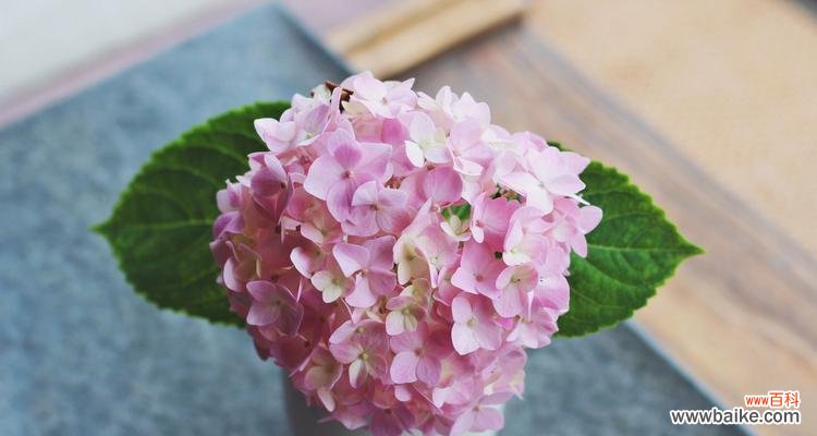 揭秘绣球花的花语,了解不同颜色的含义 绣球花语的解读