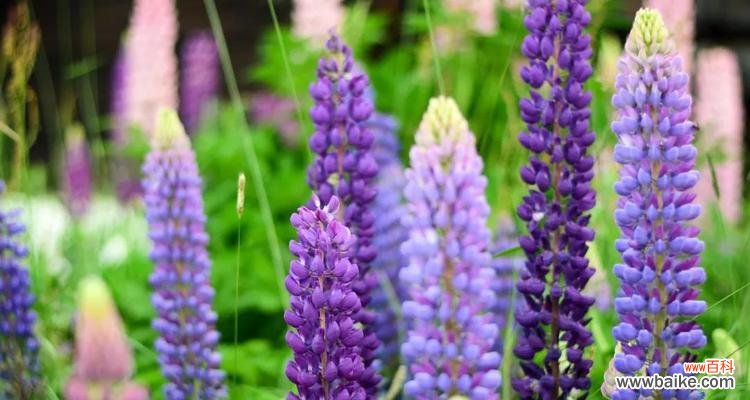 紫色风信子代表着什么？它在传说中有怎样的地位？ 紫色风信子的花语和传说