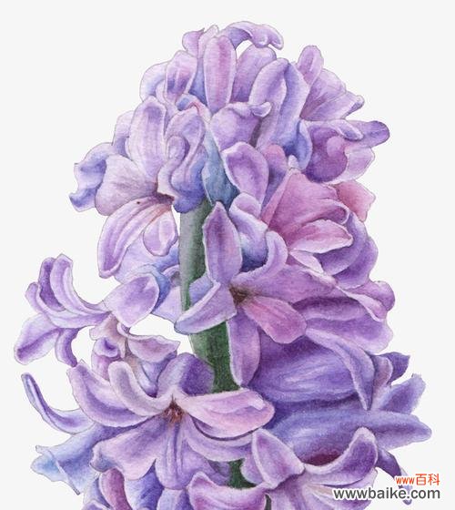 紫色风信子代表着什么？它在传说中有怎样的地位？ 紫色风信子的花语和传说