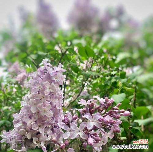 花开花落，怀念美好；回味流年，寄托思绪。 深情告白丁香，解读其隽永花语