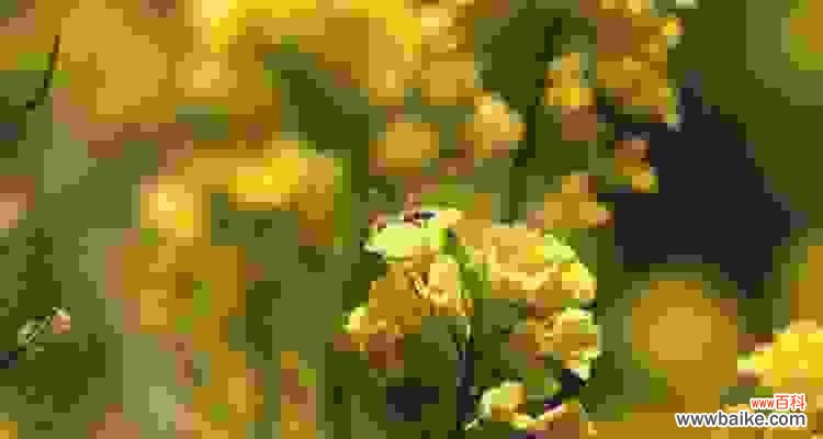 咀嚼历史，品味人文——油菜花花语的探究 油菜花的文化背景