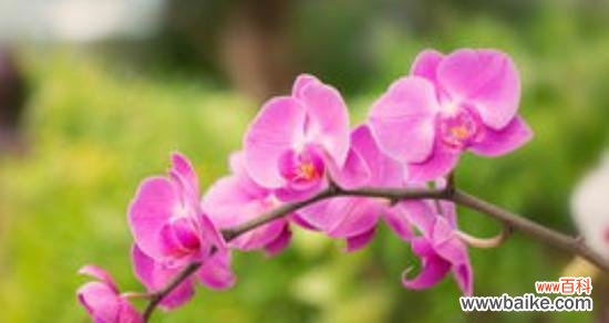 神秘高贵的蝴蝶花——花语寓意解析 探寻蝴蝶兰的花语