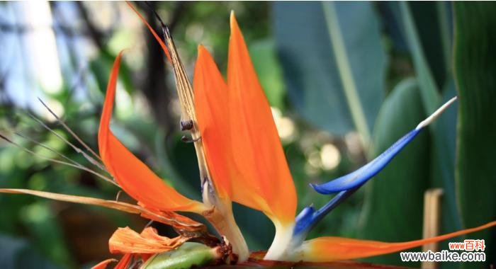 探究鹤望兰所代表的意义 鹤望兰的花语