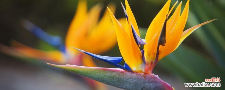 探究鹤望兰所代表的意义 鹤望兰的花语