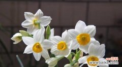 探索水仙花的花语及代表意义 水仙花
