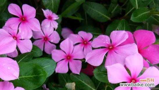 四季梅的花语传递着内心的力量与希望 四季梅花语与寓意——坚忍不拔，不畏艰难