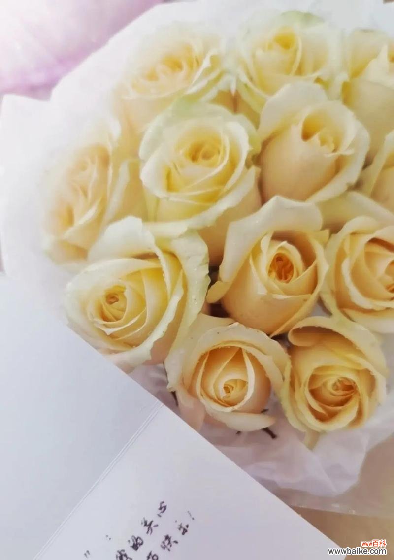 老公买了1支玫瑰花代表什么？一支玫瑰的特别含义是什么？