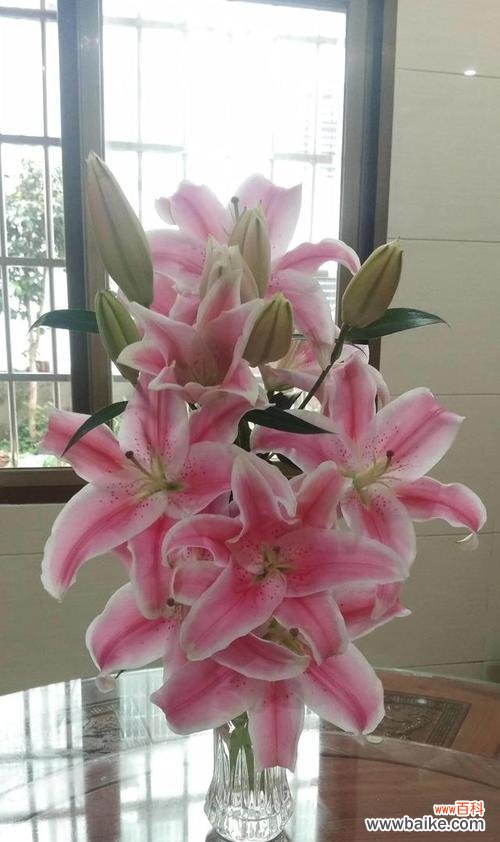 百合花九百朵的含义是什么？九百朵百合花的寓意是什么？