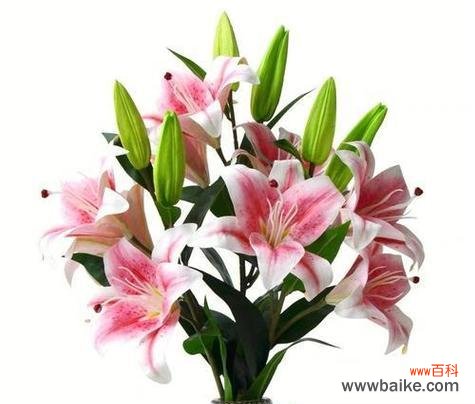 白色百合花的含义是什么？