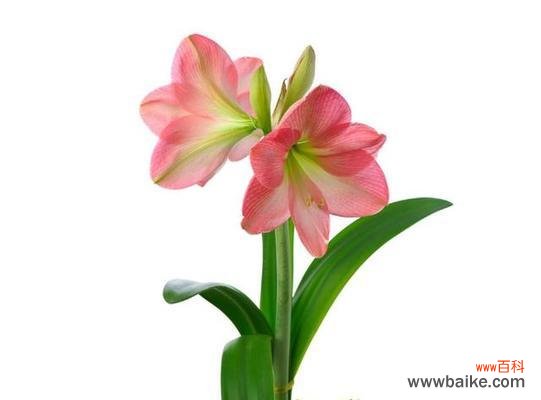 拒绝百合花有何含义？这种拒绝背后的心理是什么？