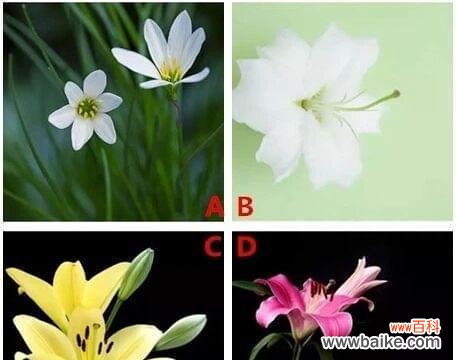 拒绝百合花有何含义？这种拒绝背后的心理是什么？