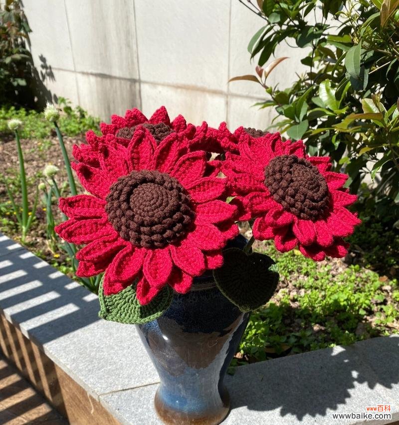 太阳花的花语代表什么?