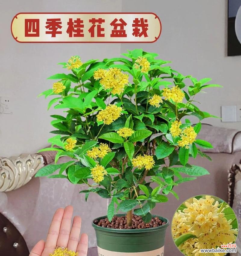 三月份适合送什么盆栽作为礼物？