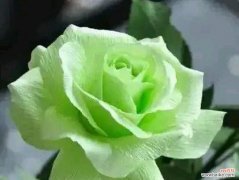 白绿色玫瑰花代表什么？送白绿色玫瑰花有何特殊含义？