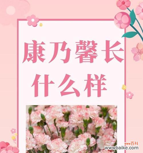康乃馨宣传花语怎么写？满天星什么花语？