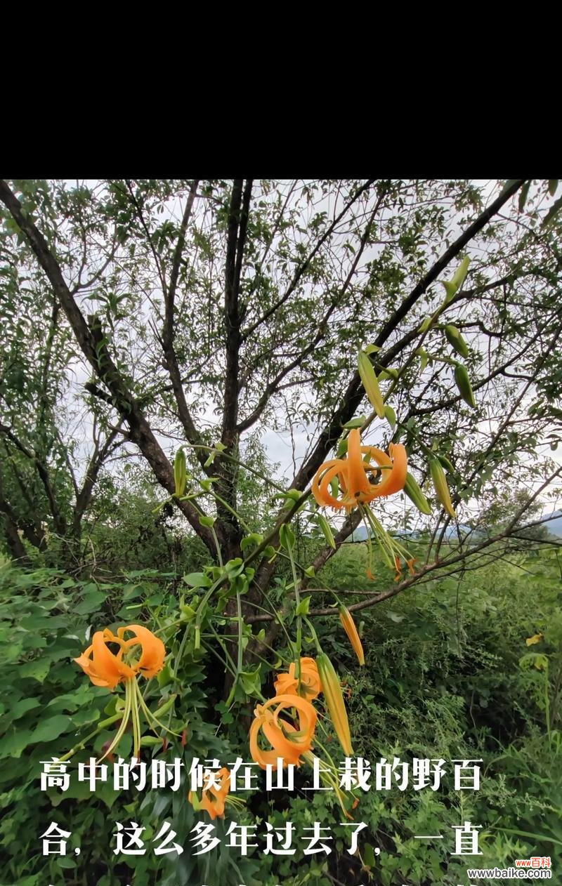 野百合也有春天是什么意思?这句话的深层含义是什么?