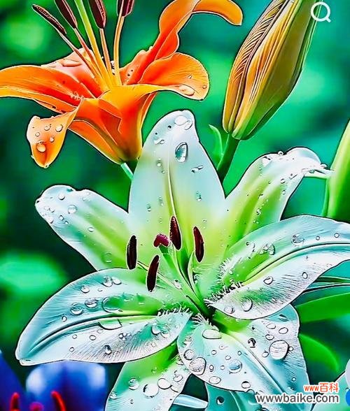 野百合也有春天是什么意思?这句话的深层含义是什么?