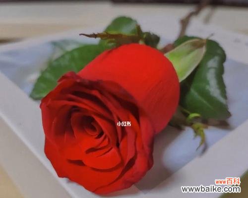 探索玫瑰花所代表的情感与意义 一支玫瑰花的象征意义