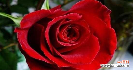 探索玫瑰花所代表的情感与意义 一支玫瑰花的象征意义