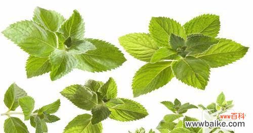 探寻山荷叶所代表的深刻含义 山荷叶的花语