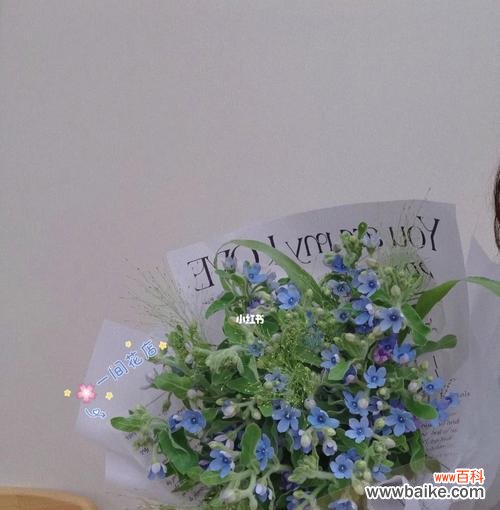 探究蓝星花的象征意义与文化内涵,彰显其不凡魅力 解读蓝星花的花语和寓意