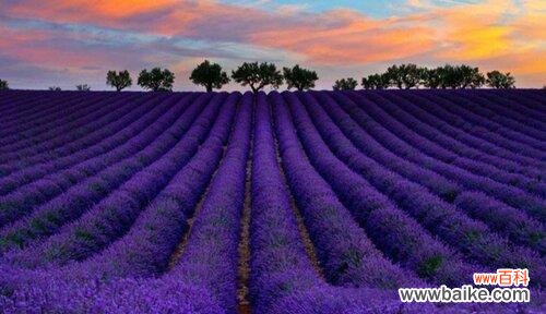 深度解读薰衣草的寓意与神话 探寻薰衣草的花语与传说