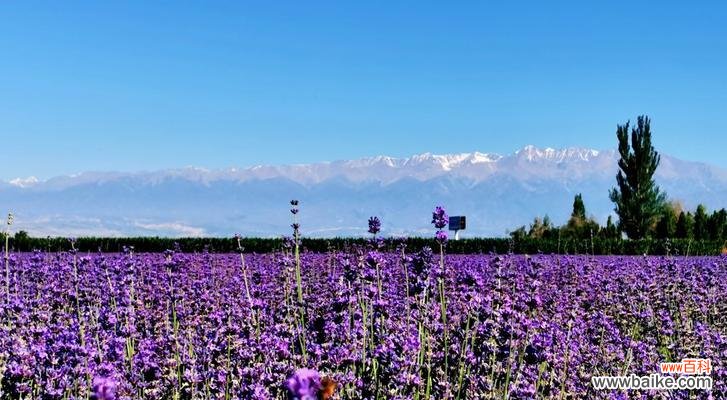 深度解读薰衣草的寓意与神话 探寻薰衣草的花语与传说
