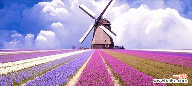 深度解读薰衣草的寓意与神话 探寻薰衣草的花语与传说