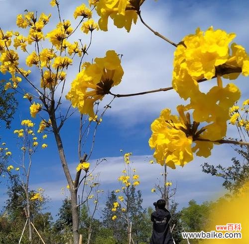 探秘黄风铃花的花语之谜 铃声飞舞，黄色的花语