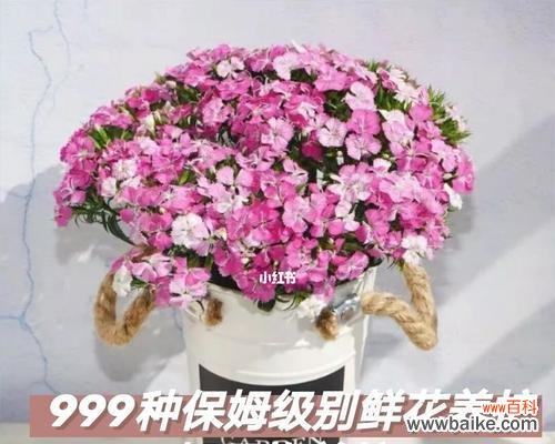 催人泪下的爱恋之花，象征着纯洁、坚韧与追求 相思梅的花语与寓意