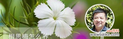 催人泪下的爱恋之花，象征着纯洁、坚韧与追求 相思梅的花语与寓意