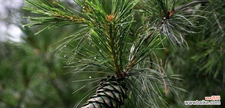 探究松柏在文化中的重要地位 松柏的象征意义与寓意