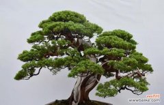 一株绿叶传递的力量 松柏的象征意义